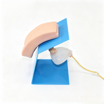 Female Catheterization Training Model