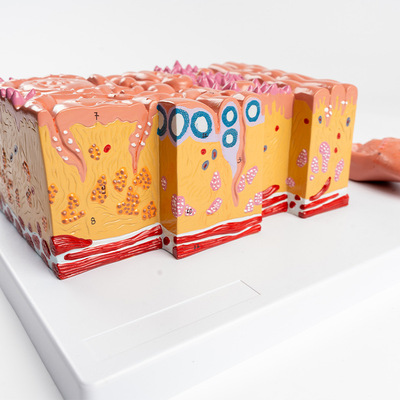 Tongue Tissue Structure Model