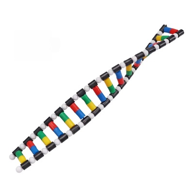 Detachable Double Helix DNA Model