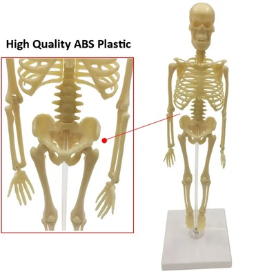 Human Skeleton Toy for Kids
