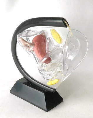Transparent Uterine Anatomical Model