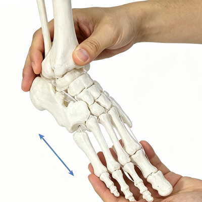Flexible Elastic Ankle Joint Foot Bone Model
