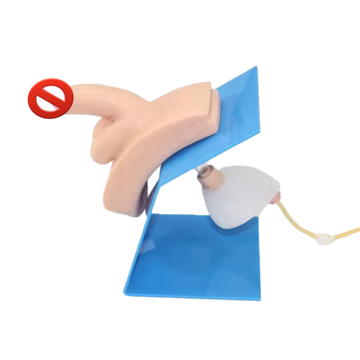 Male Catheterization Training Model