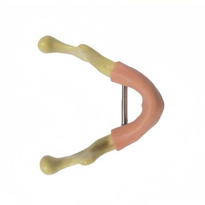 Lower Jaw Bone Model with Gum