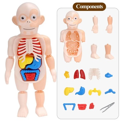 Human Organ Toys