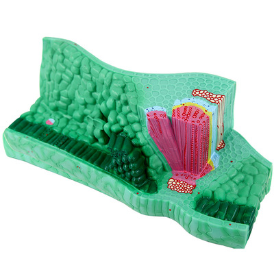 Leaf Structure Model