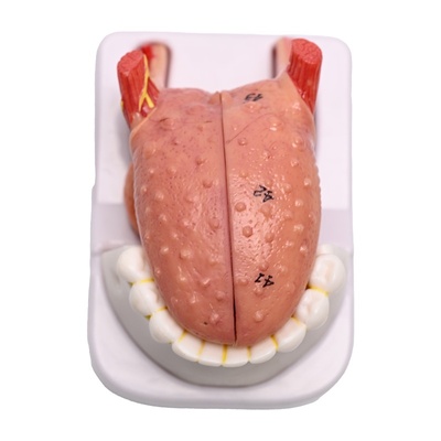 Human Tongue & Teeth Anatomical Model
