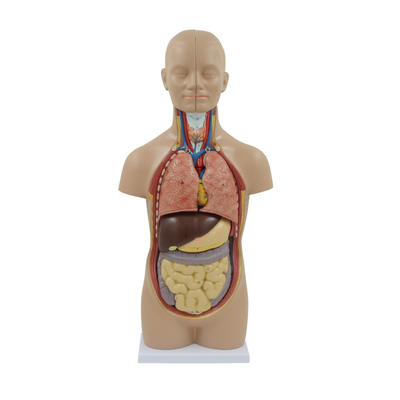 12 Parts Dismantling Human Torso Visceral Anatomical Model
