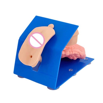 Female Catheterization Simulator