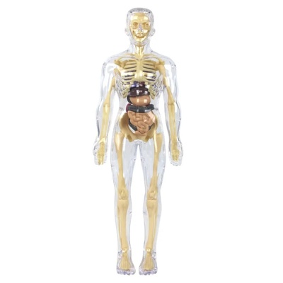 Human Body Anatomy Biological Science Kit for Kids