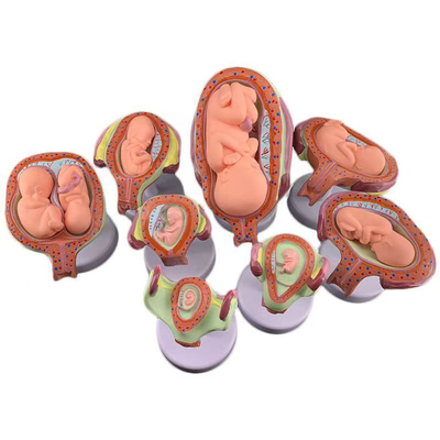 Foetus Pregnancy Anatomy Science 8Pcs Embryonic Development January to July
