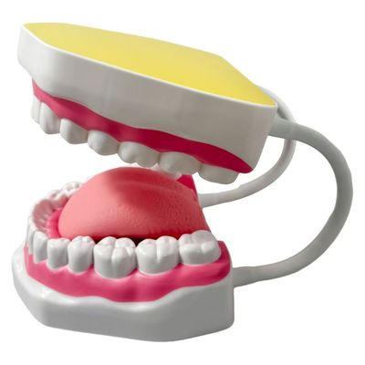 Magnification 6x Human Mouth Dental Teeth Model For School Teaching