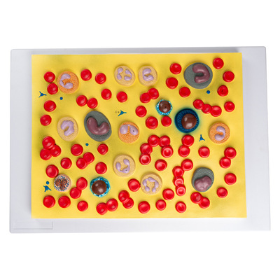 Blood Circulatory System Model