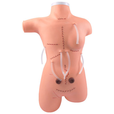 Surgical Suture and Bandaging Model