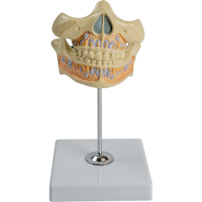 Deciduous Teeth Model
