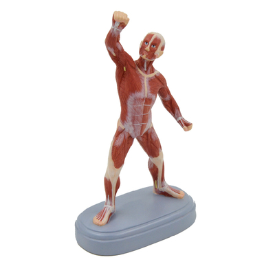 21cm Muscle man Medical Mini Desktop Full Body Human Anatomy Model