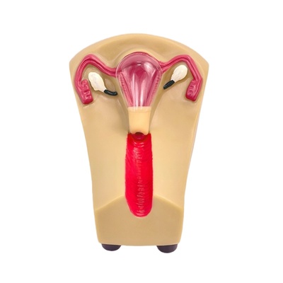 Advanced Intrauterine Contraceptive Training Model