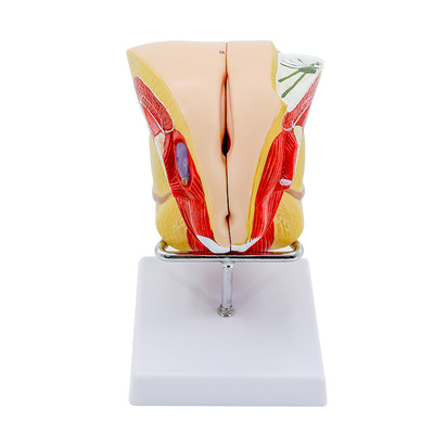 Female Reproductive System Anatomical Model