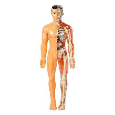 Kids Education Torso Skeleton Human Body Toys
