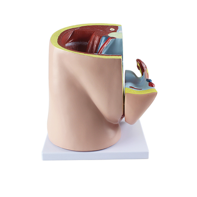 Female pelvic anatomy model (2 parts)