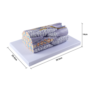 Smooth Muscle Tissue Fiber Model