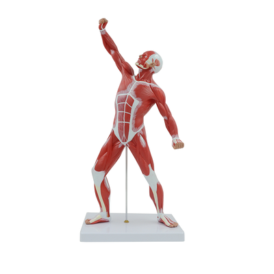 50cm Human Muscle and Skeleton Anatomy Model