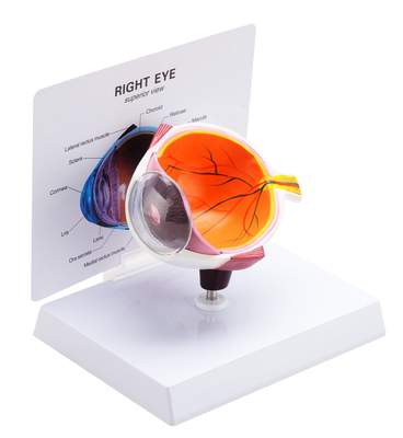 3X Enlarged Eyeball Model