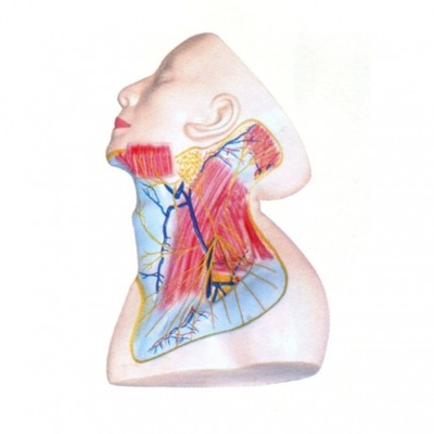High Simulation PVC Material Clear Anatomical Structure Ideal for Medical Training School Hospital