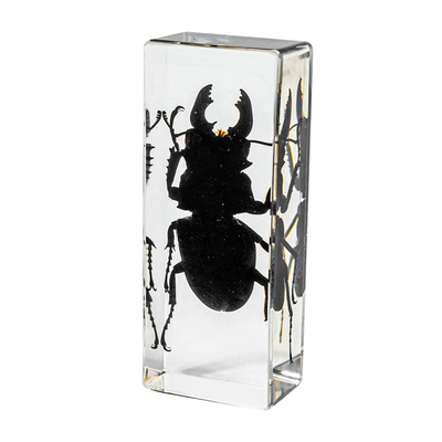 Acrylic Resin Insect