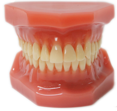 28Tooth Simulation Dental Demonstration Model