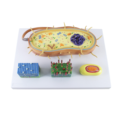 Enlarged Bacteria Cell Model