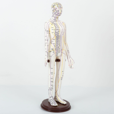 52cm acupuncture human model