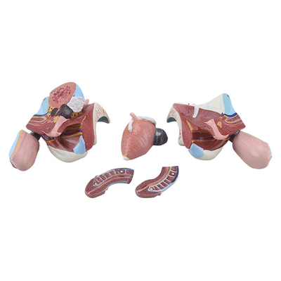 Male Reproductive Organ Model
