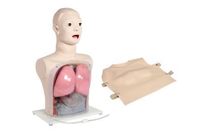 Transparent Stomach Intubation Model