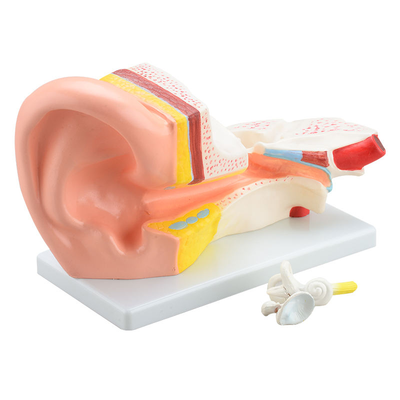 3X Magnified Ear Simulation Model