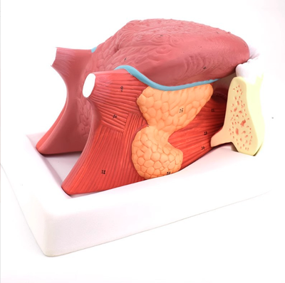 Human Tongue Anatomical Model