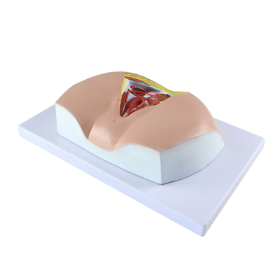 Female Perineum Anatomy Model