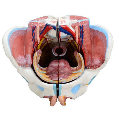 Female Reproductive System