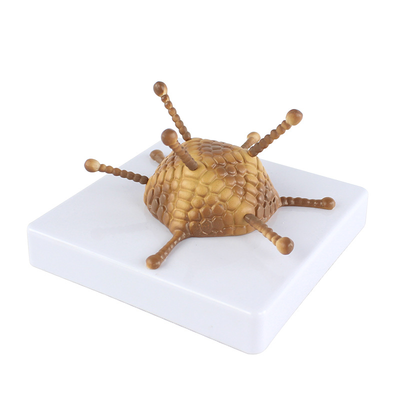 Adenovirus Structure Model