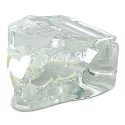 Transparent Feline Teeth Model