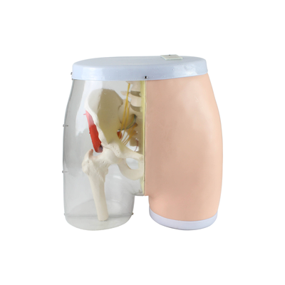 Human Buttock Muscle Injection Model